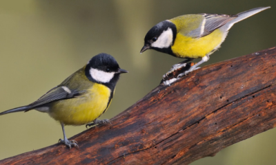 La Charbonnière CSF 66
