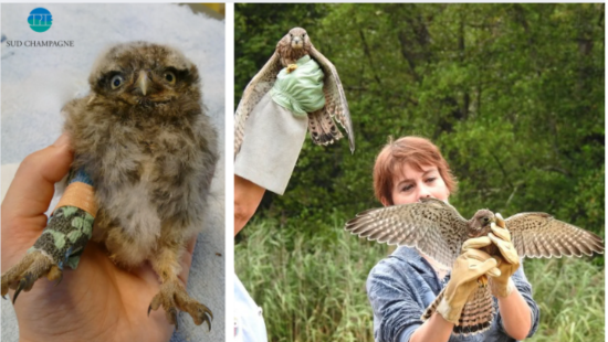 Association Soulaines Tourisme Environnement