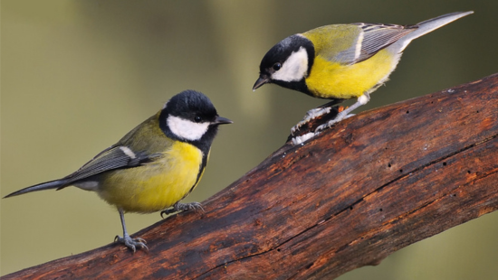 La Charbonnière CSF 66